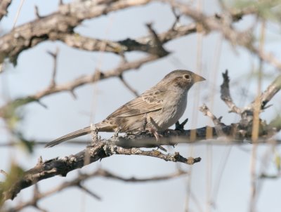 Cassins Sparrow?  Pue rd.img_2730 a.jpg