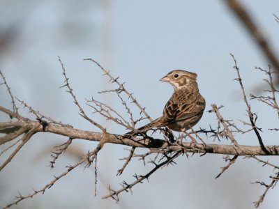 Vesper Sparrow  Pue Rd  img_2721.jpg