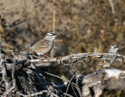 White-Crowned Sparrow  Pue rd.img_2685.jpg