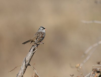 White-Crowned Sparrow  Pue rd.img_2689.jpg