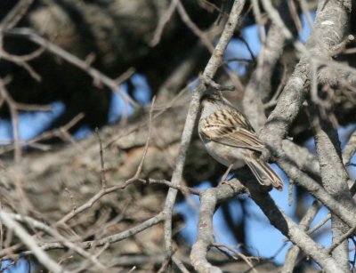 a Spizella Sparrow  Pue rd. img_3082.jpg