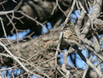 a Spizella Sparrow  Pue rd. img_3083.jpg