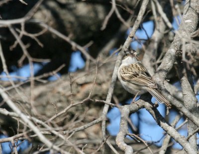 a Spizella Sparrow  Pue rd. img_3089.jpg