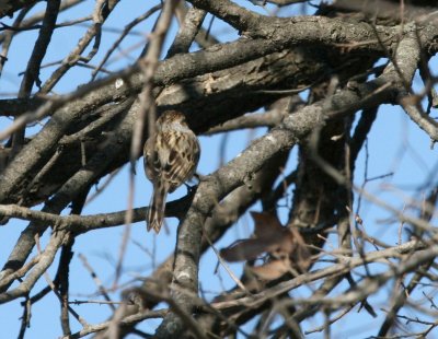 a Spizella Sparrow  Pue rd. img_3095.jpg