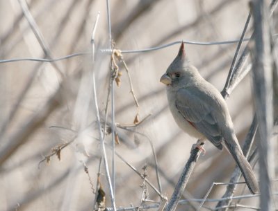 Pyrrhuloxia  Pue rd img_3050.jpg