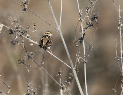 Savanna Sparrow  Pue rd img_3066.jpg