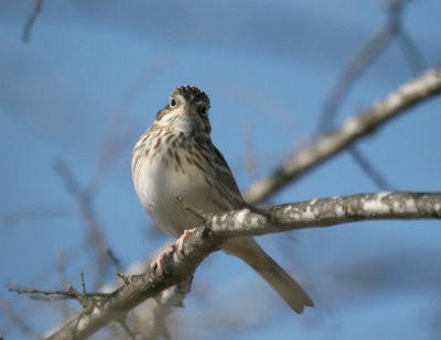 Vesper Sparrow  Pue rd. img_3024.jpg