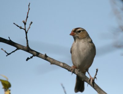 White Crowned Sparrow  Pue rd img_3043.jpg
