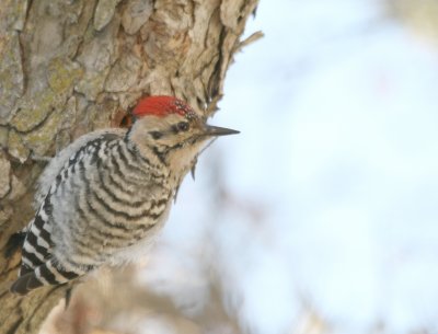 Ladder-Backed Woodpecker  myfrntyd img_3123big .jpg