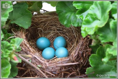 Nest & Eggs