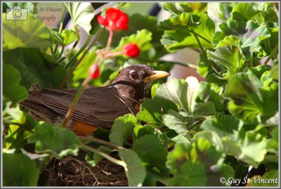 Flowers for birth celebration