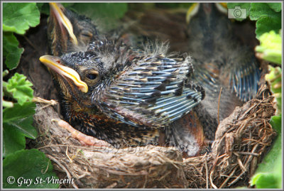 Feathers