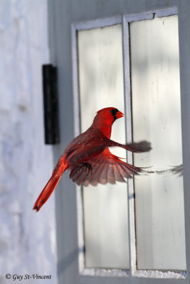 Cardinal Seeing a Competitor (part 1): Hey! Another male in sight