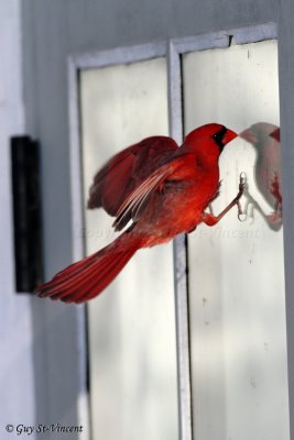 Cardinal Seeing a Competitor (part 2): Let's show this guy who's the boss!