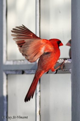 Cardinal Seeing a Competitor (part 3): How come I don't seem to scare him?