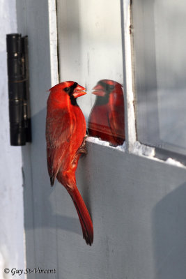 Cardinal Seeing a Competitor (part 4): It's strange how he looks like me .