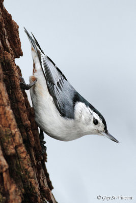 White-breasted nuthatched