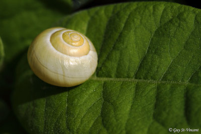 Snail on a Leaf