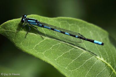 Subartic Bluet