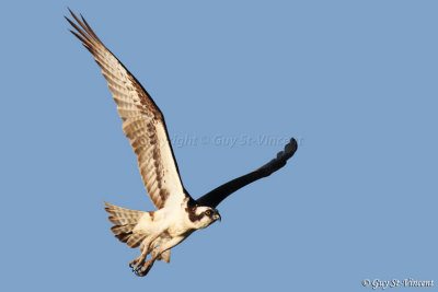 Osprey's take-off