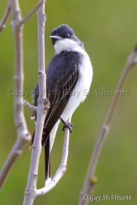 Eastern Kingbird I