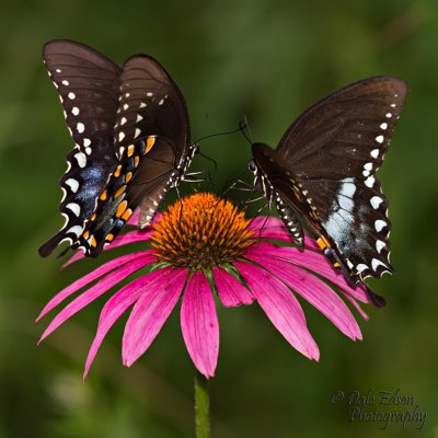 072411-064-web.jpg