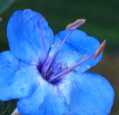 Blue bloom