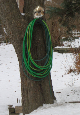 Winter: Hose and Squirrel
