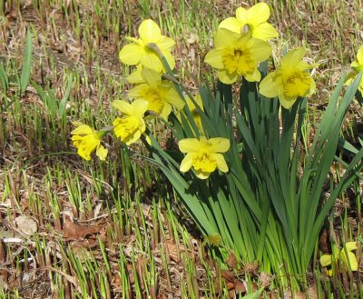 Spring: Daffodils