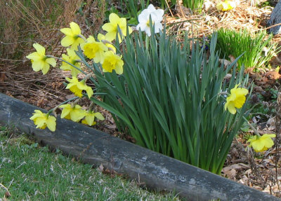 Spring: Daffodils 2
