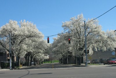 Spring: flowering trees