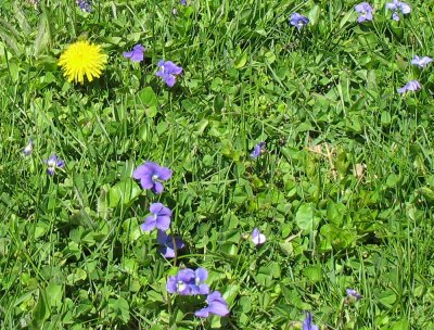 Spring: flowers in grass