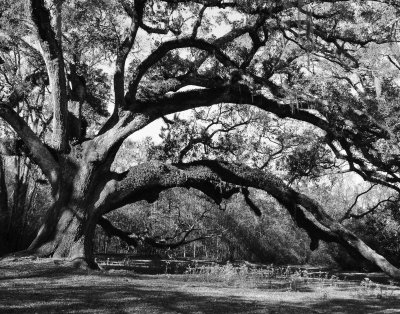 Graceful old Oak 