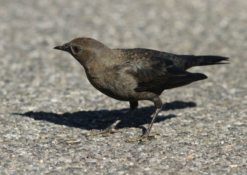 Brewers Blackbird