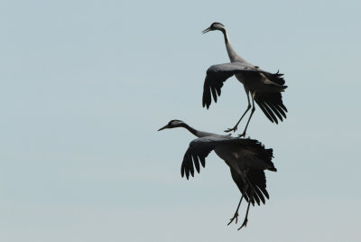 Trana/Crane