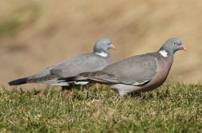 Ringduva/Wood Pigeon