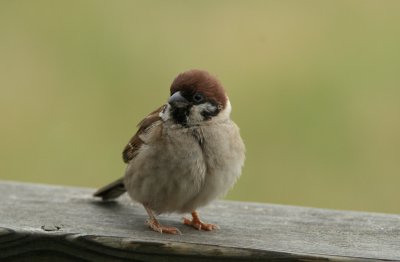 Pilfink/Eurasian Tree Sparrow