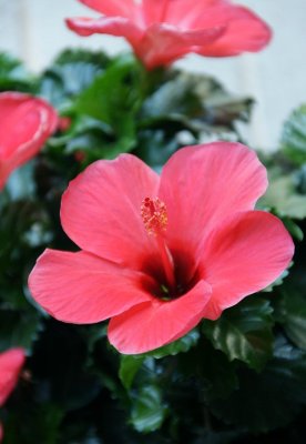 Pink Hibiscus
