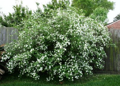 My Mock Orange