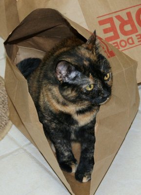 Sack O Cat ~ Missy Loves Brown Bags