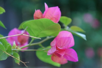 ~ PINK ~