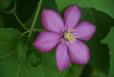My Clematis