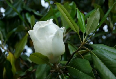 Magnolia Blossom