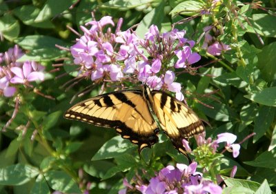 Enchanted Butterfly