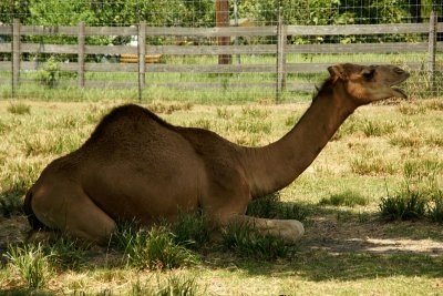 Camel in the Yard