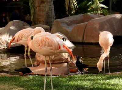Flamingos at the Flamingo Hilton