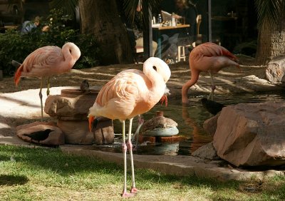 Flamingo Habitat at the Flamingo Hilton