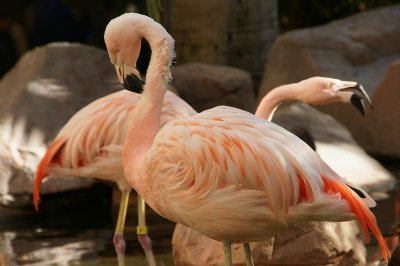 Flamingo Habitat at the Flamingo Hilton