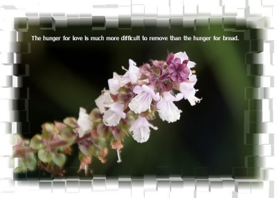 I LOVE FRESH HERBS