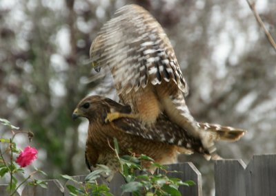 Hawks Mating